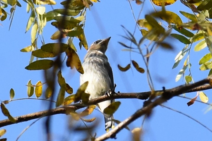 Cedar Waxwing - ML492515201