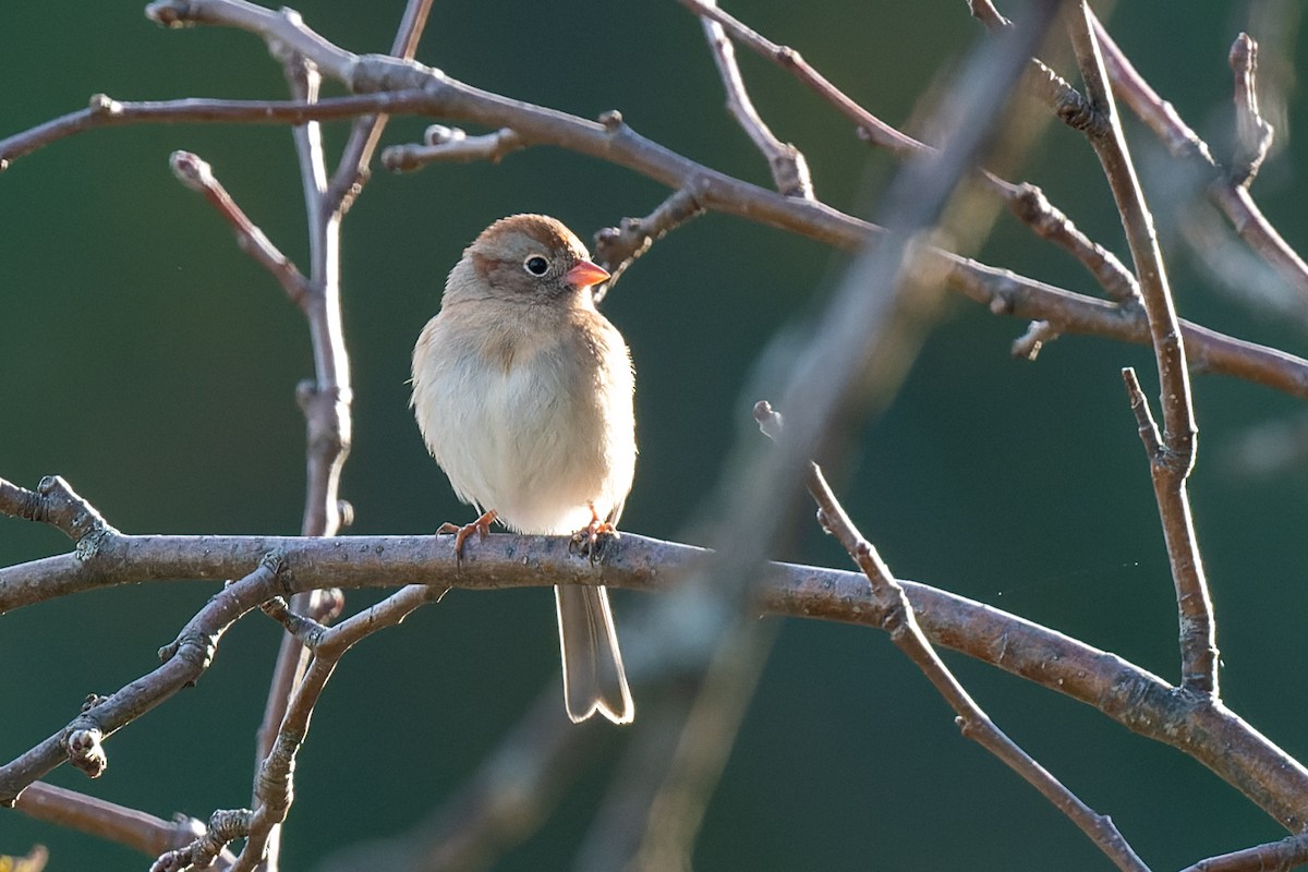 Field Sparrow - ML492516181