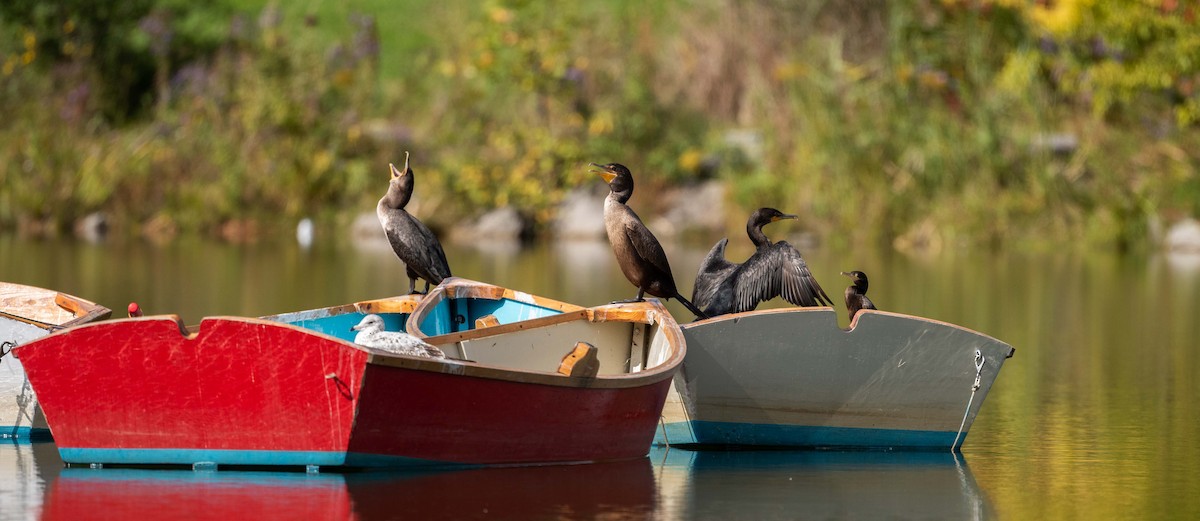 Neotropic Cormorant - Karen Lee Lewis