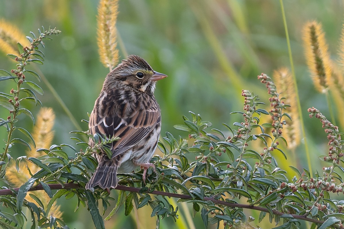 Savannah Sparrow - ML492516401