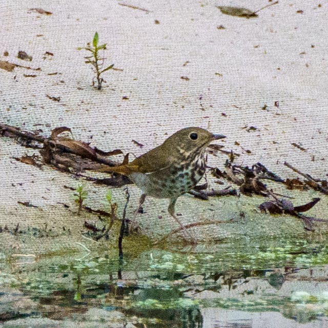 Hermit Thrush - Raymond Burket