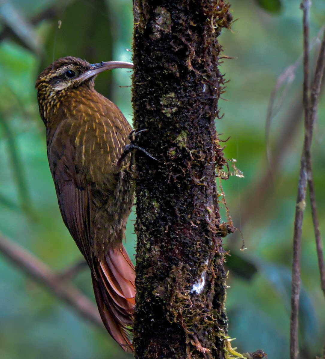 Greater Scythebill - ML492516941