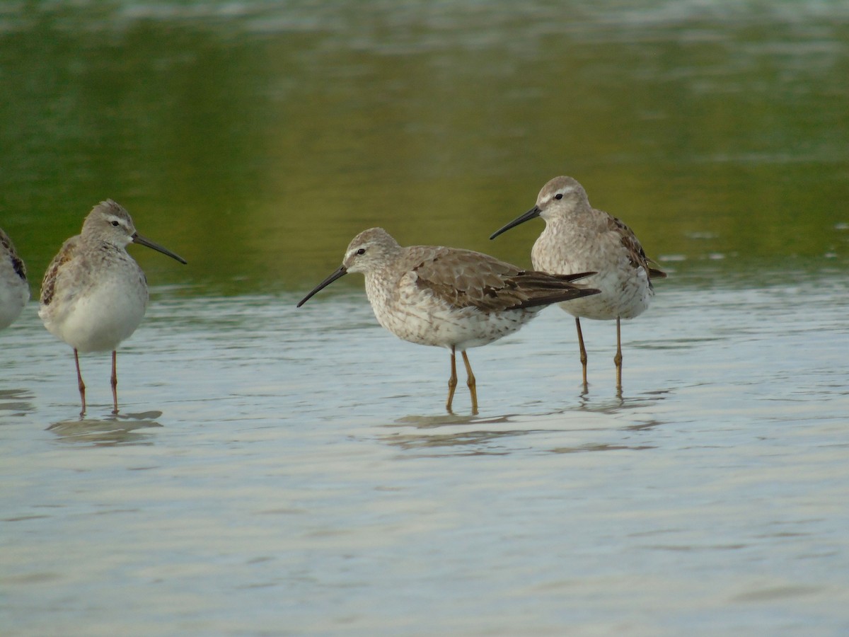 Stilt Sandpiper - ML492517381