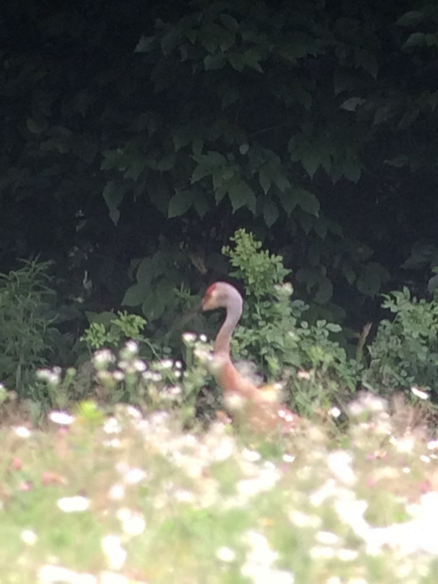 Sandhill Crane - Trudy Rottino