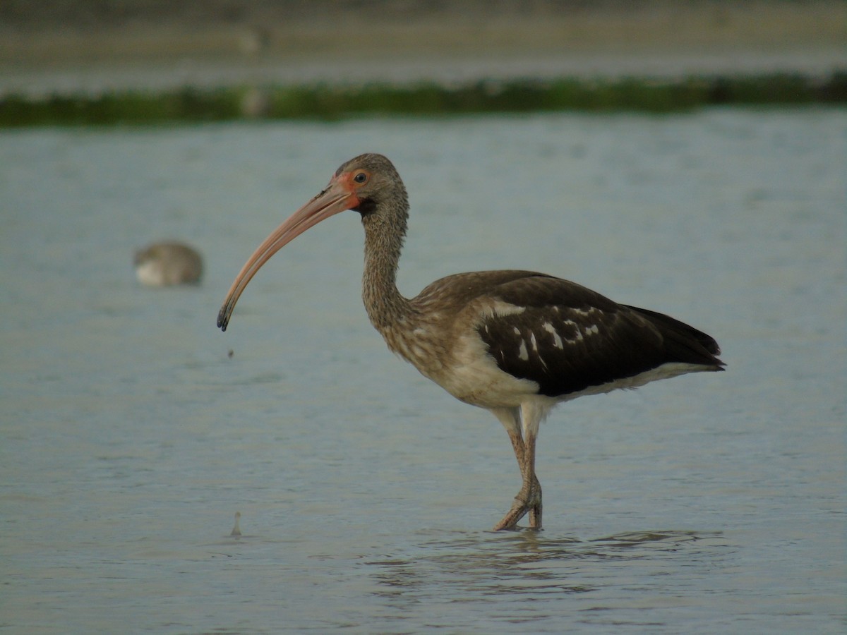 ibis bílý - ML492518701