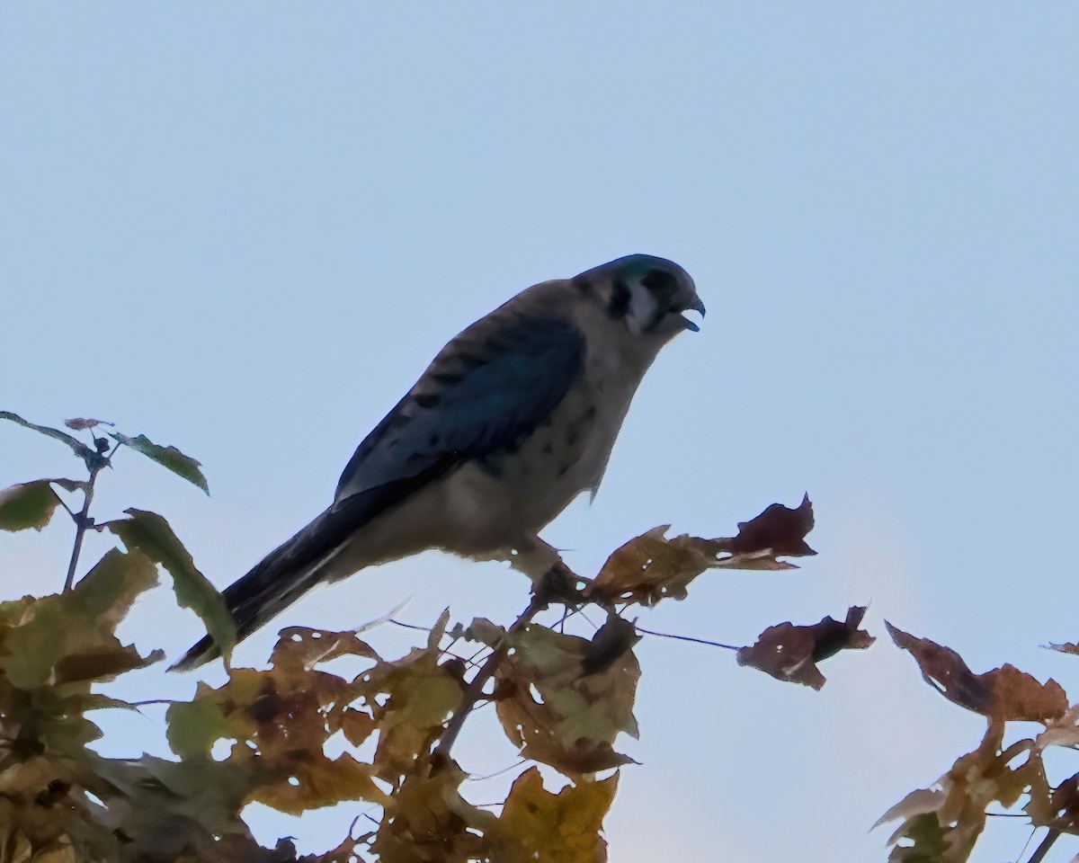 American Kestrel - ML492519411