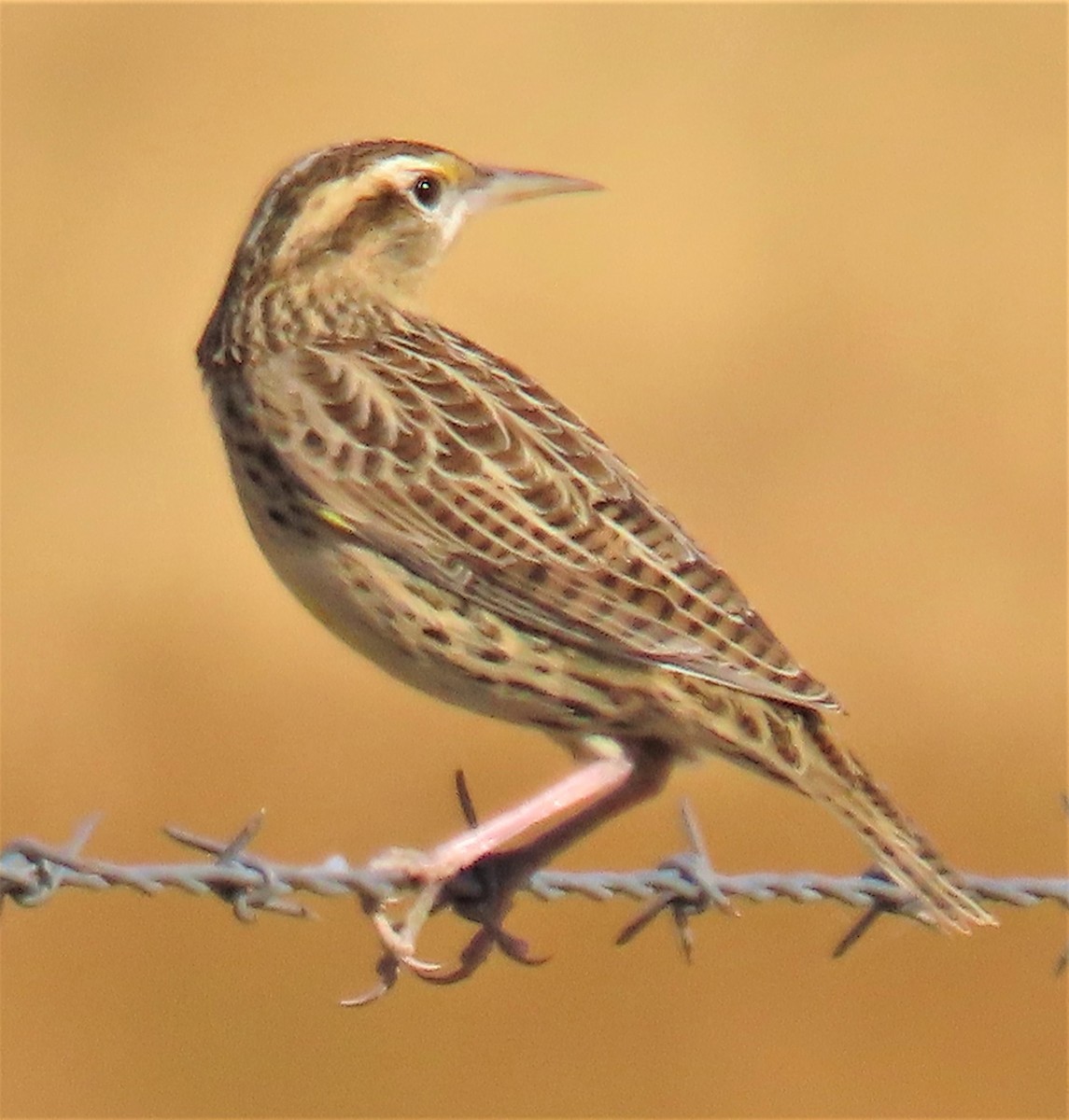 Western Meadowlark - ML492519631