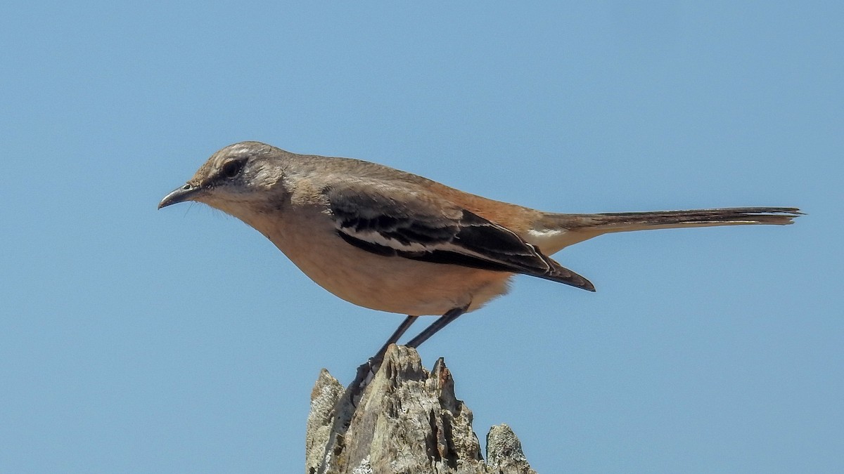 White-banded Mockingbird - ML492520181