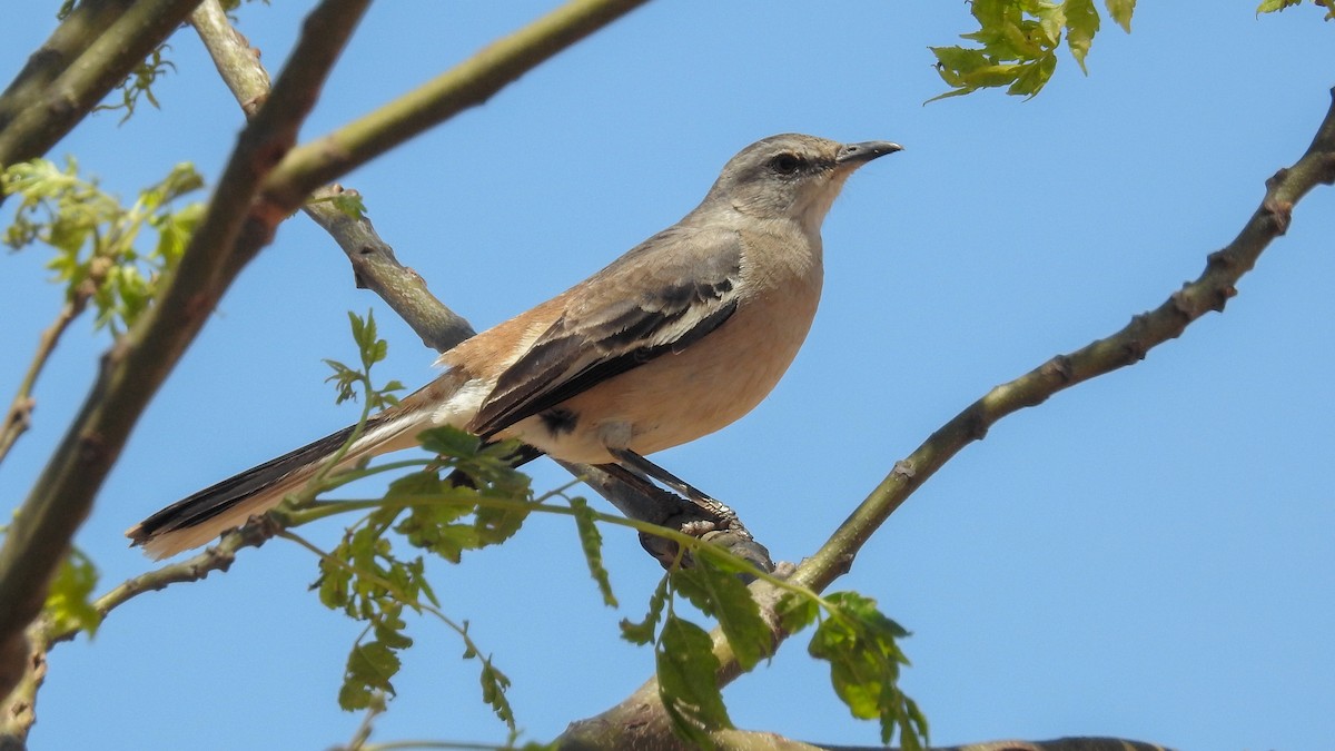 White-banded Mockingbird - ML492520191