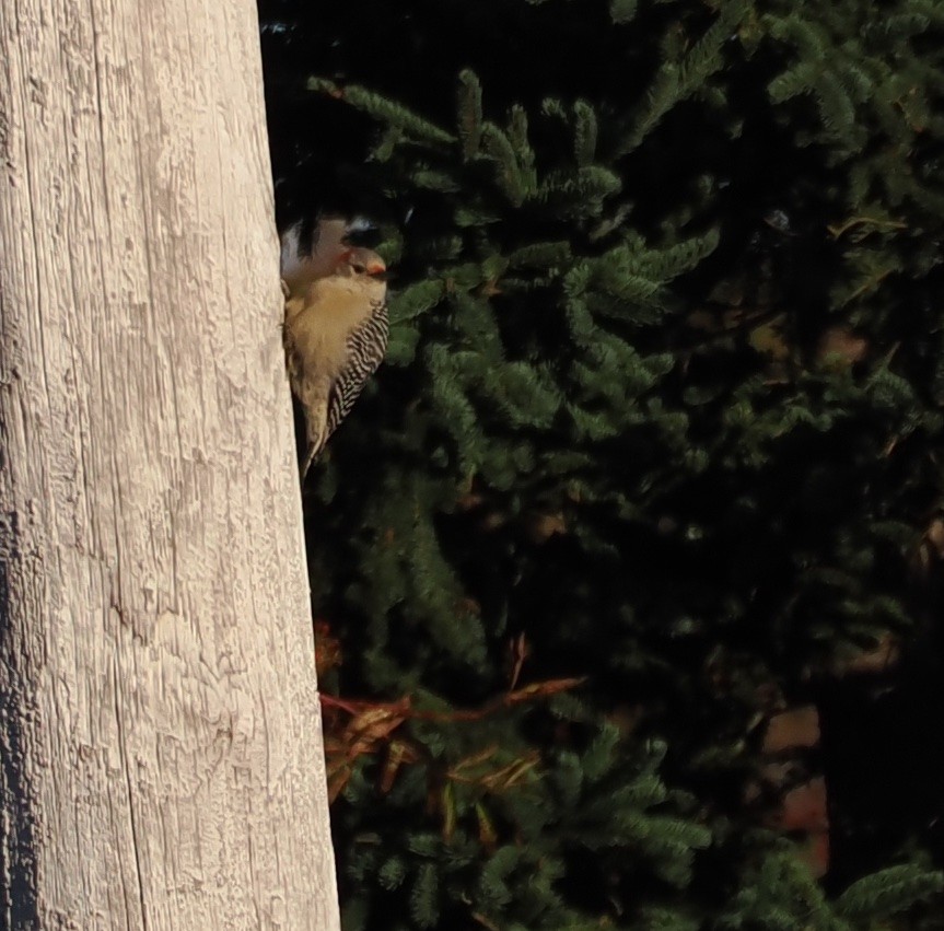 Red-bellied Woodpecker - ML492520311