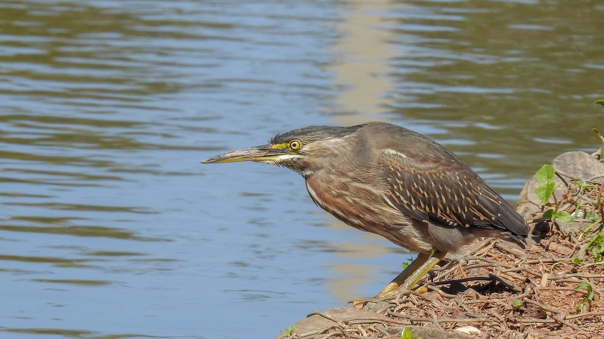 Striated Heron - Alessandro Rômulo Carneiro