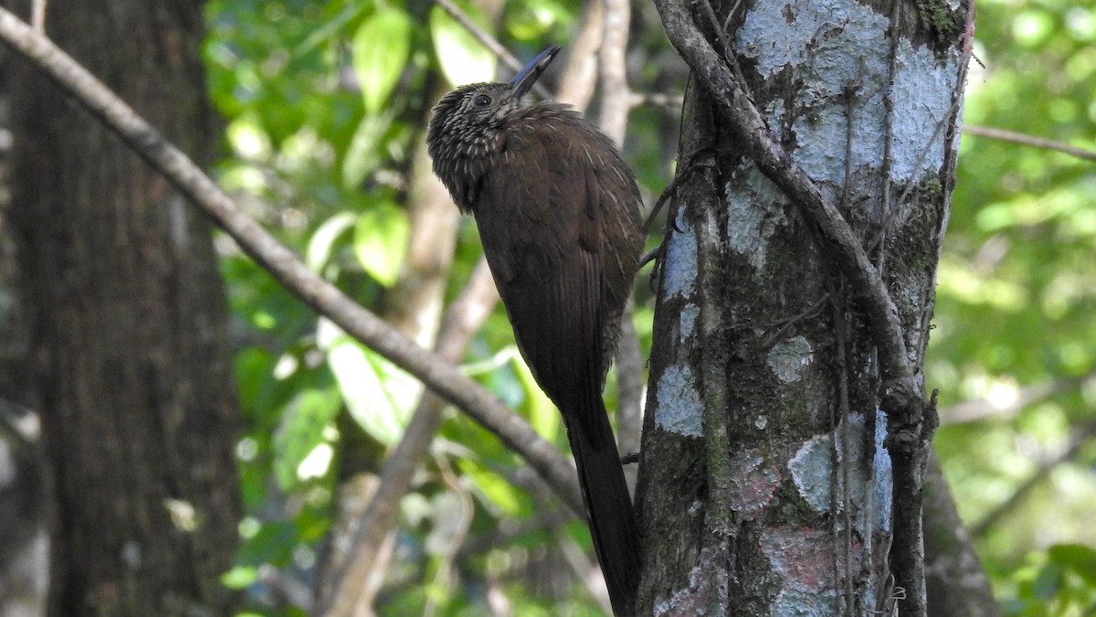 Planalto Woodcreeper - ML492521501