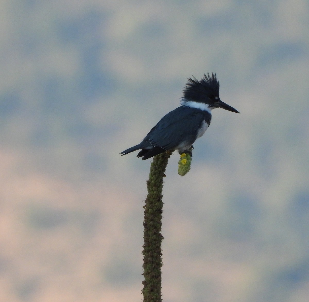Belted Kingfisher - ML492521521