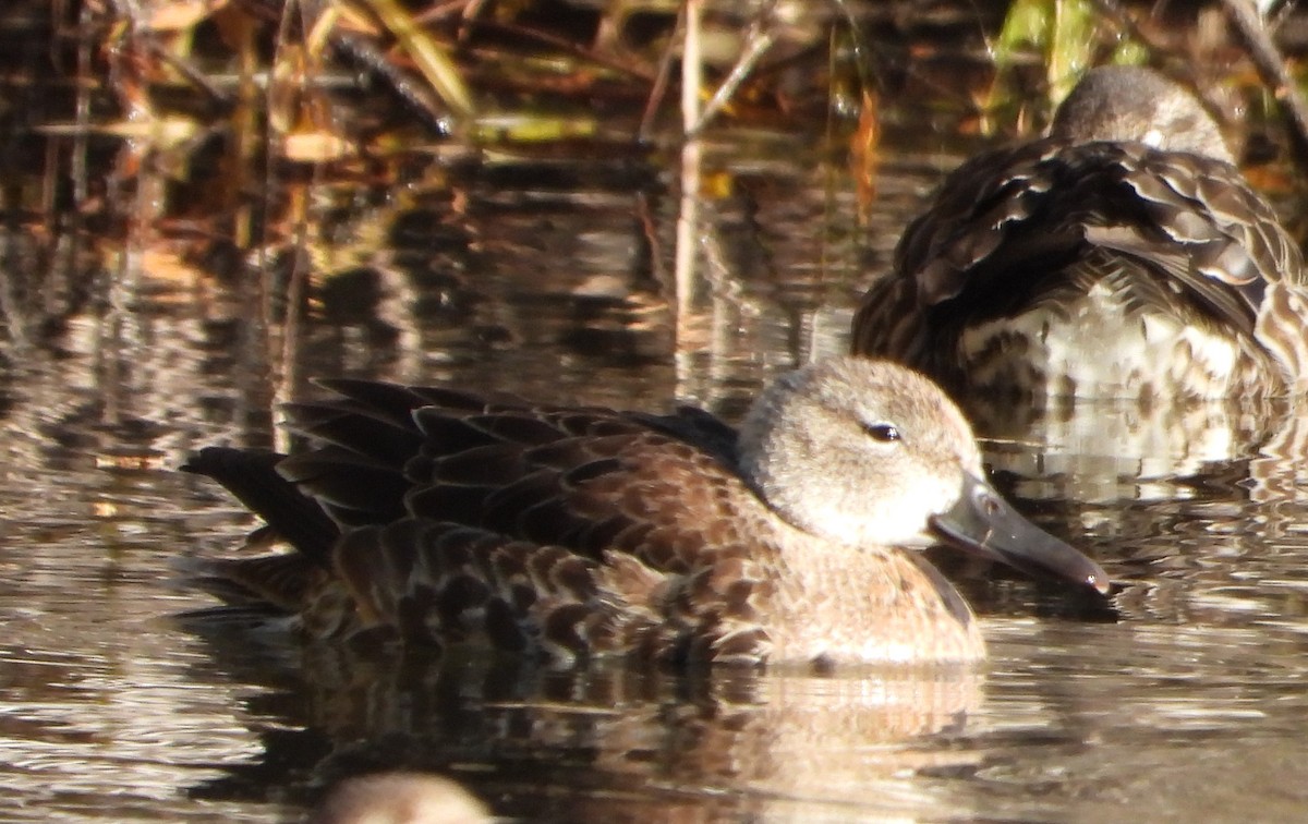 Blue-winged Teal - ML492521831