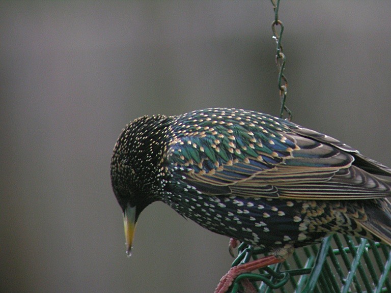 European Starling - ML49252271