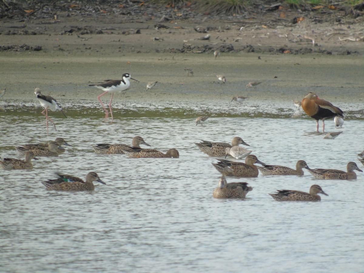 Blue-winged Teal - ML492522981