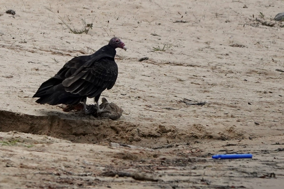Turkey Vulture - ML492523111