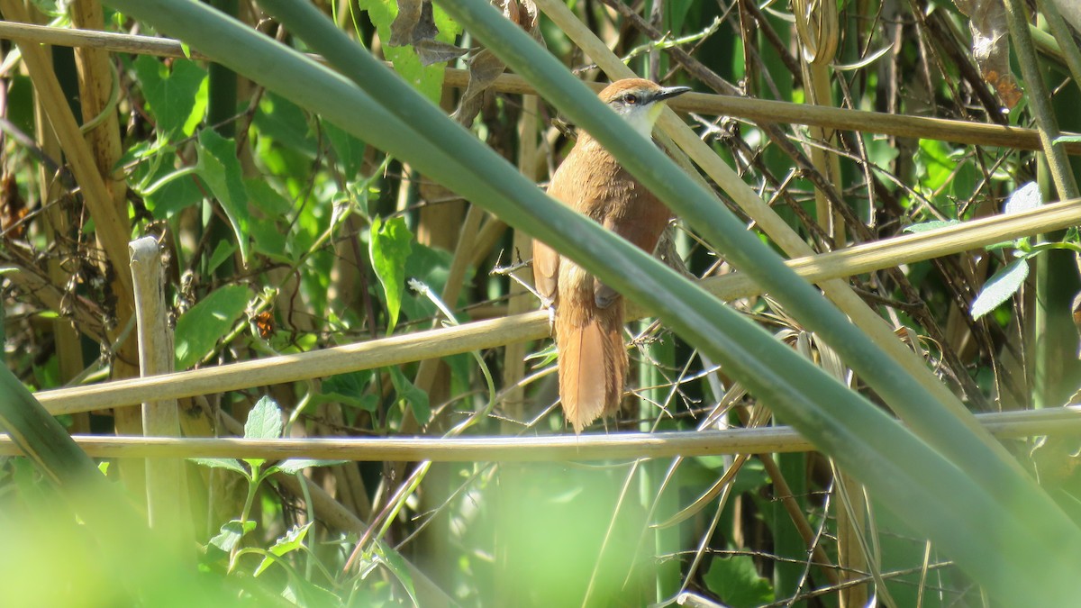 Yellow-chinned Spinetail - Patricio Cowper Coles