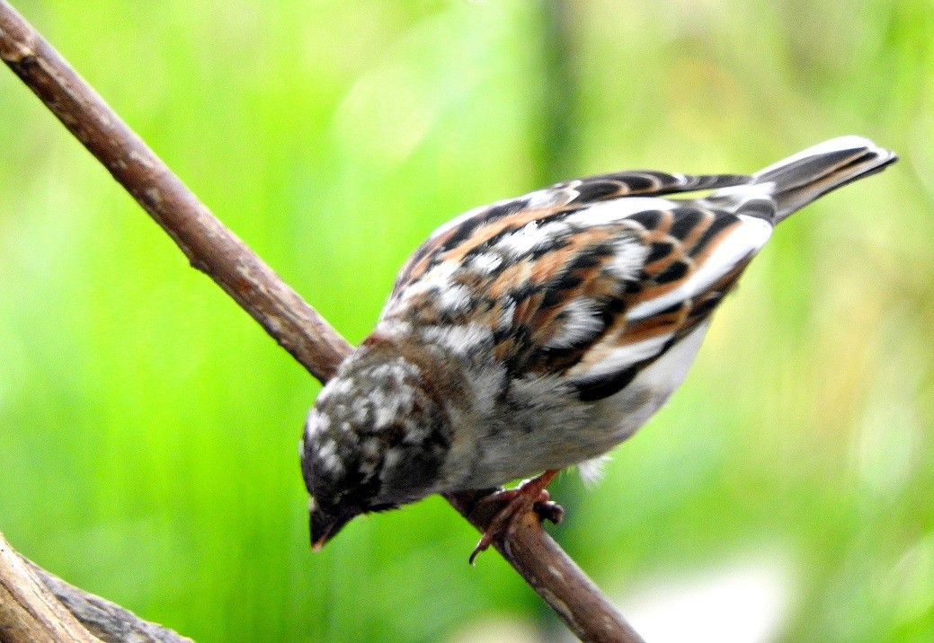 House Sparrow - ML49252421