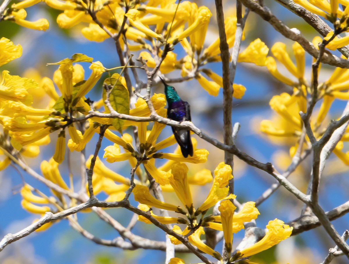 Fork-tailed Woodnymph - ML492524491