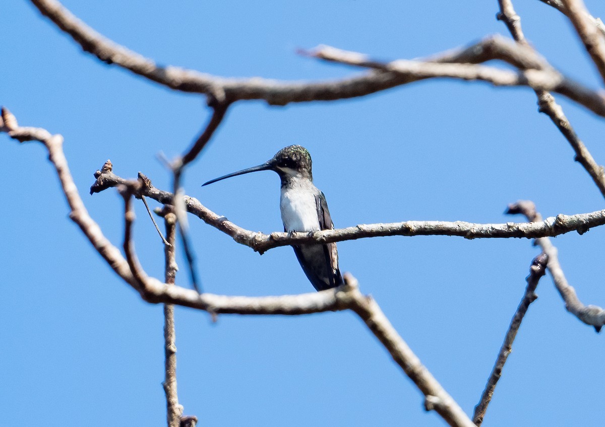 Long-billed Starthroat - Linda Sullivan