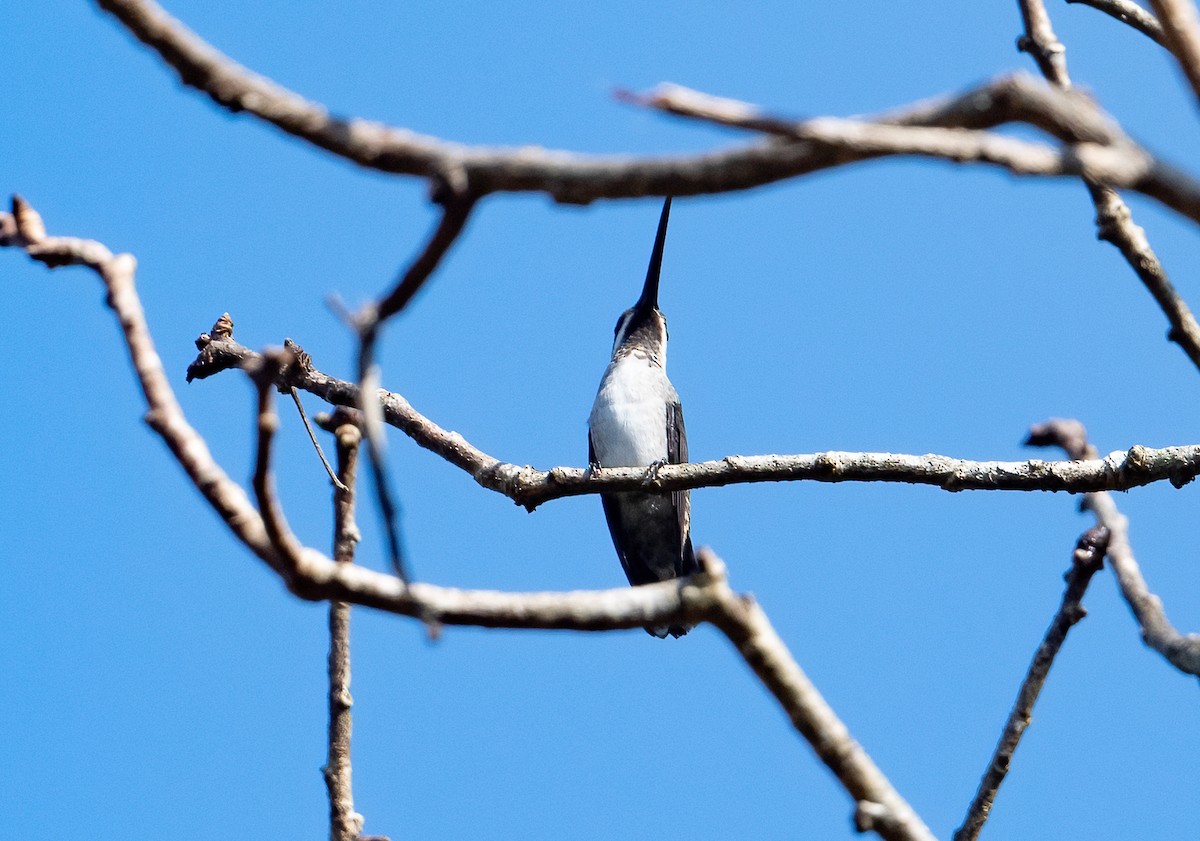 Long-billed Starthroat - ML492525301