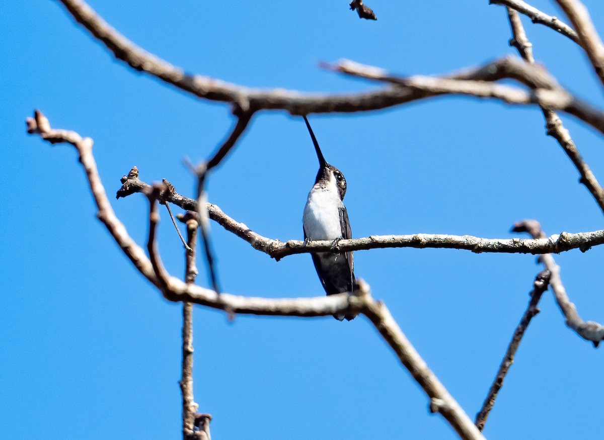 Long-billed Starthroat - ML492525311