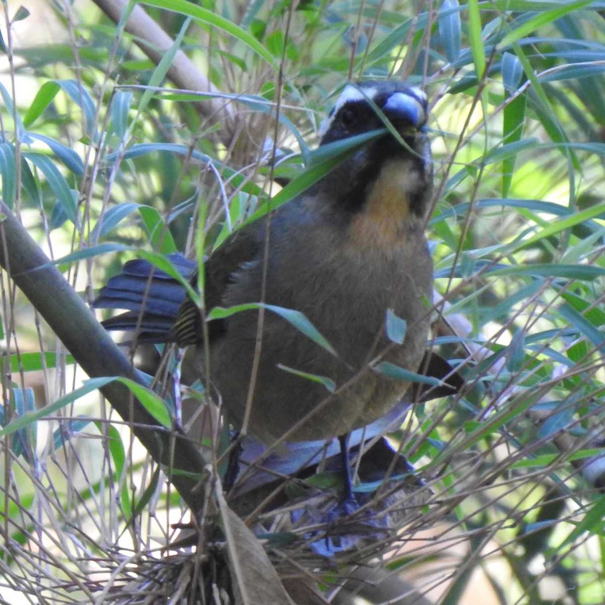 Thick-billed Saltator - ML492525371