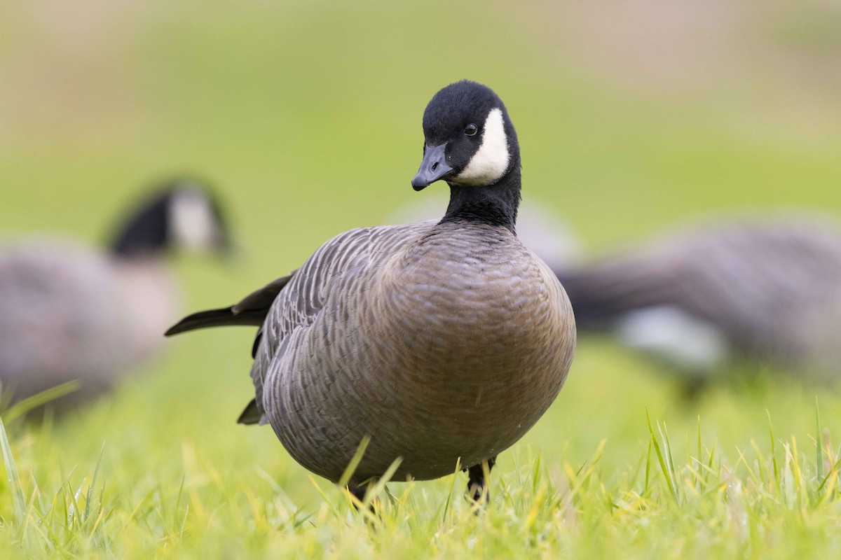 Cackling Goose - Mike Peters