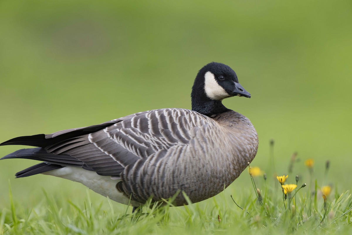 Cackling Goose - Mike Peters