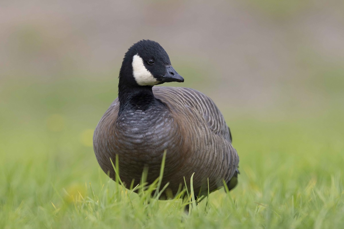 Cackling Goose - Mike Peters