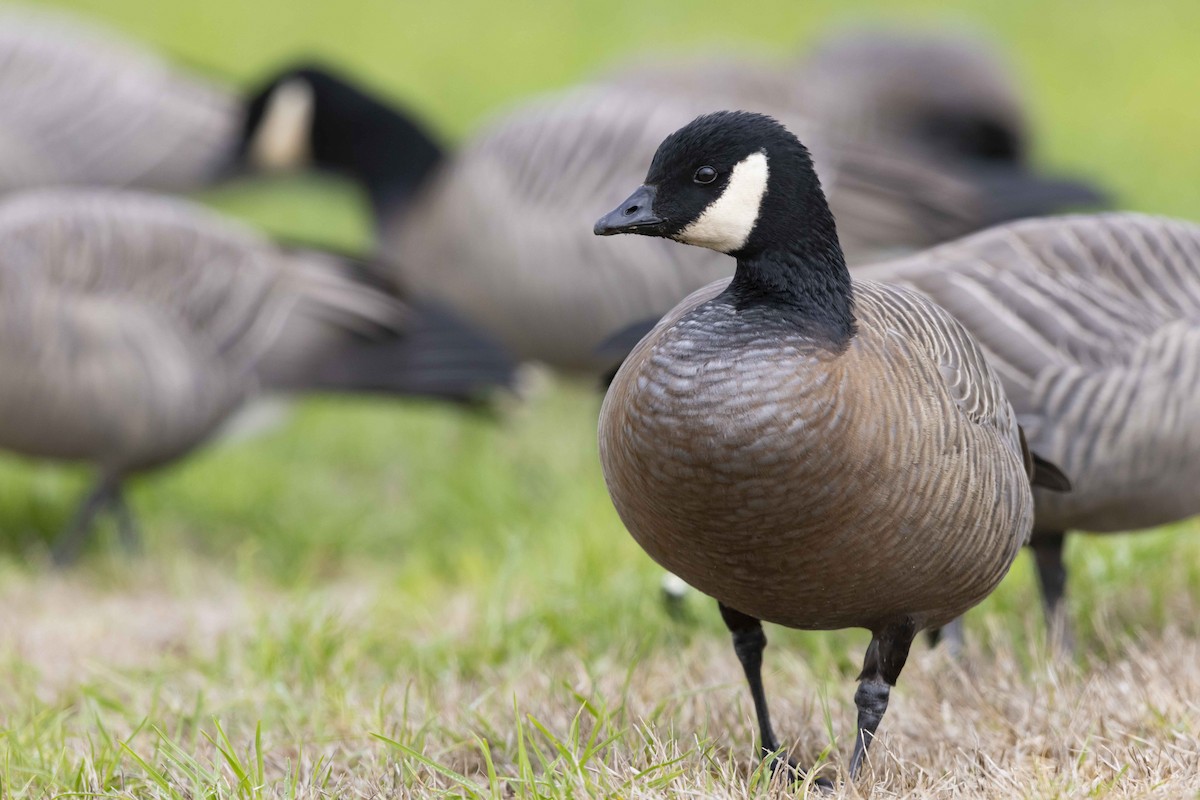 Cackling Goose - Mike Peters