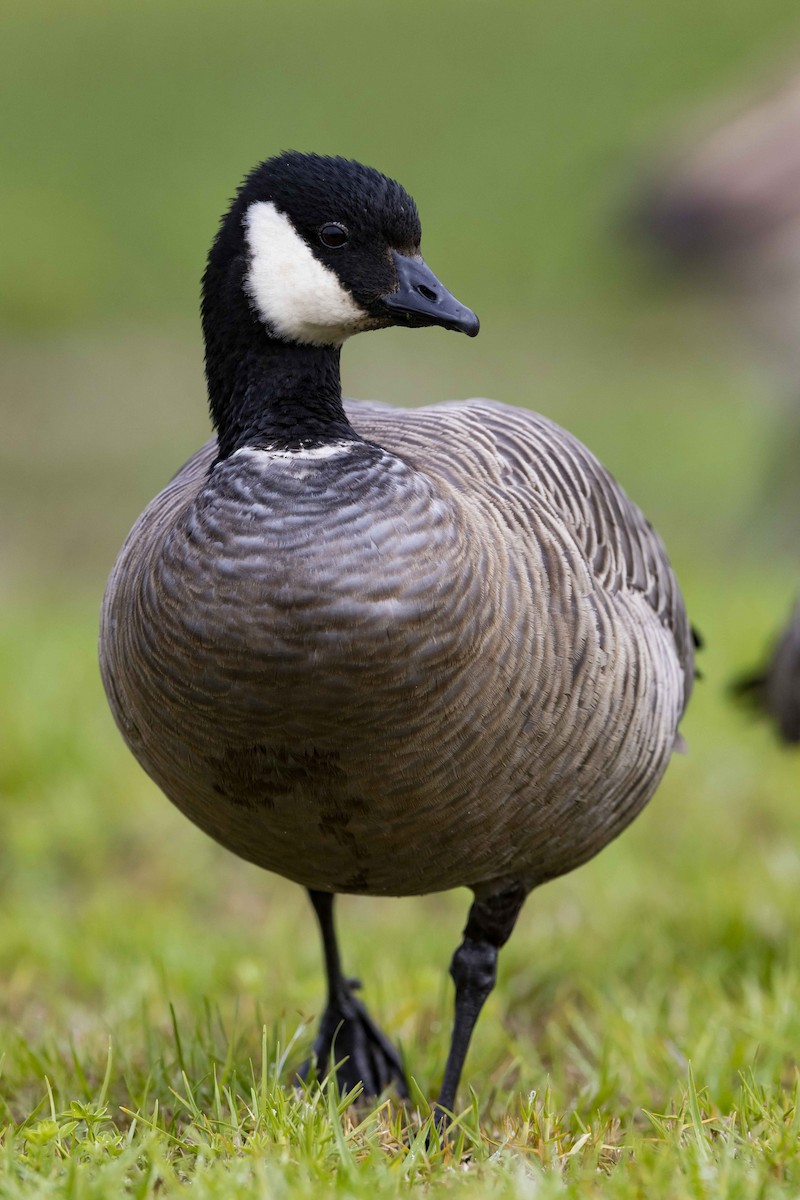 Cackling Goose - ML492525901