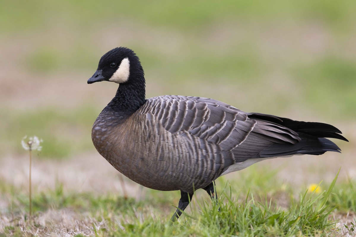 Cackling Goose - Mike Peters