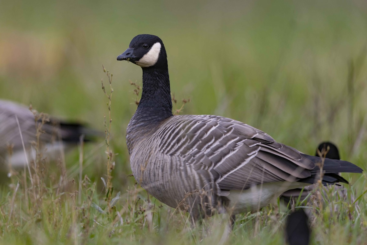 Cackling Goose - Mike Peters