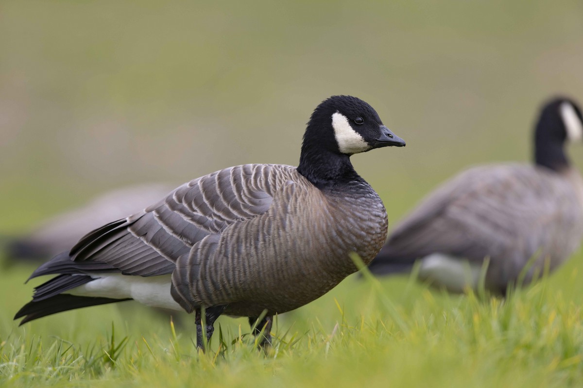 Cackling Goose - Mike Peters