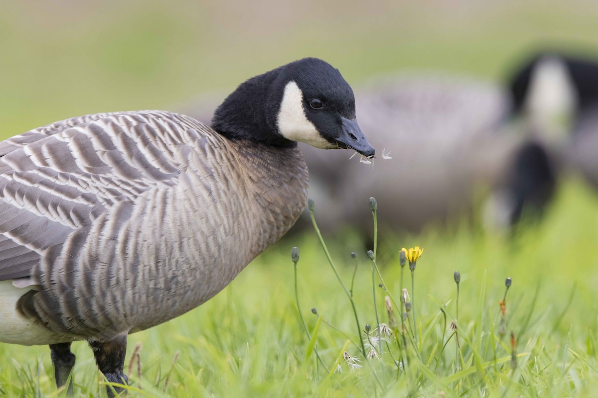 Cackling Goose - Mike Peters