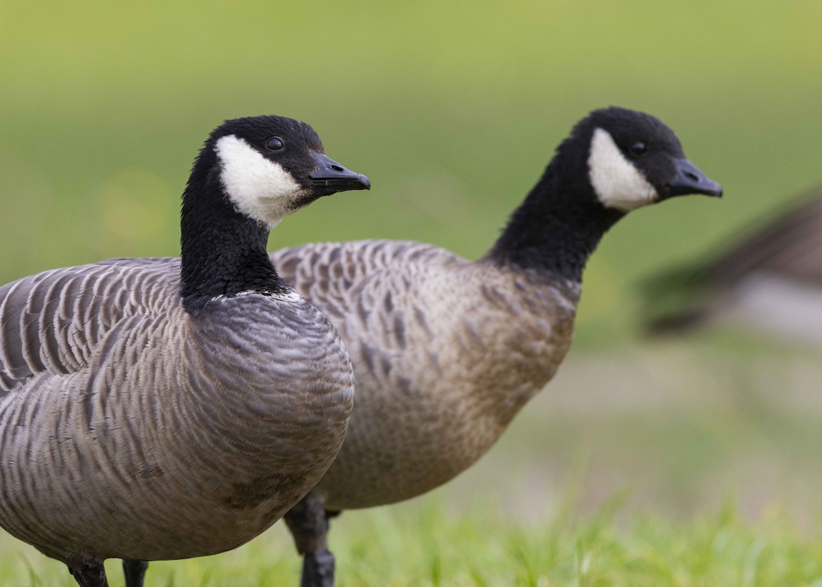 Cackling Goose - ML492525951