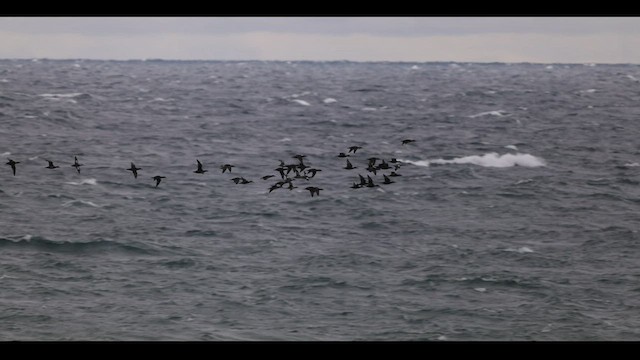 Surf Scoter - ML492526691