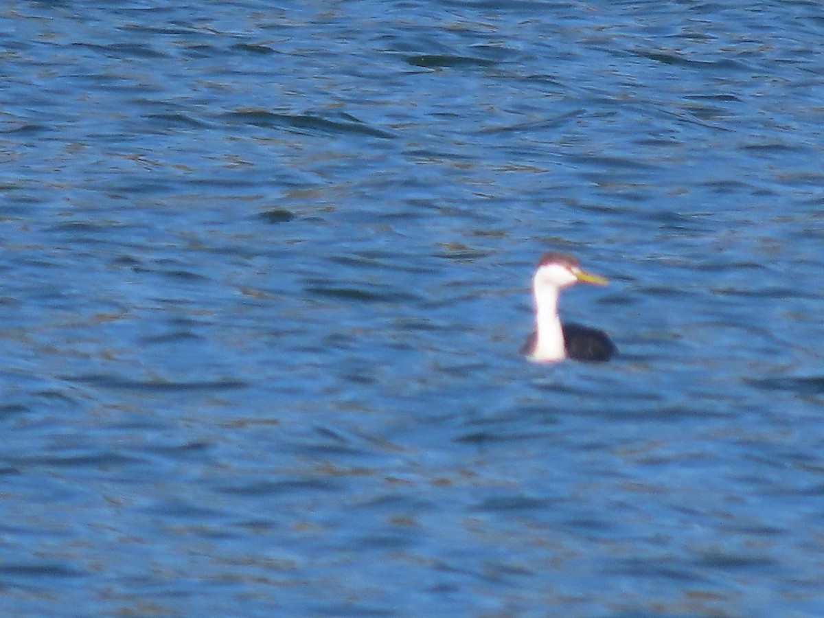 Clark's Grebe - ML492526721