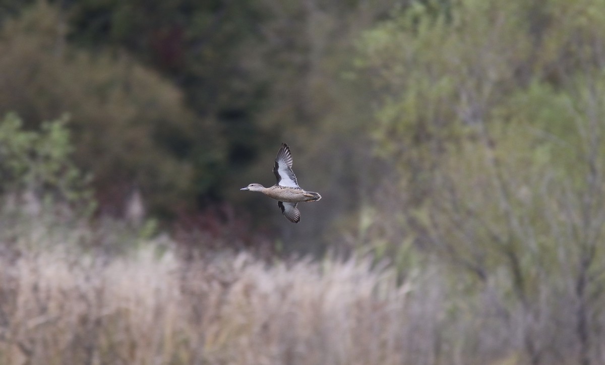 Blue-winged Teal - ML492526921