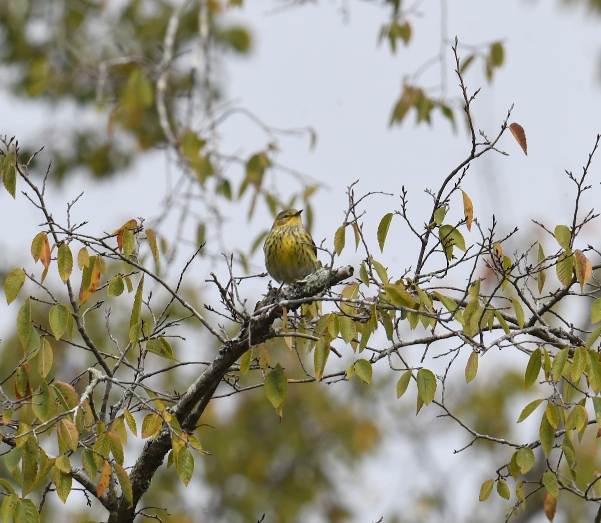 Cape May Warbler - Cindy Stacy