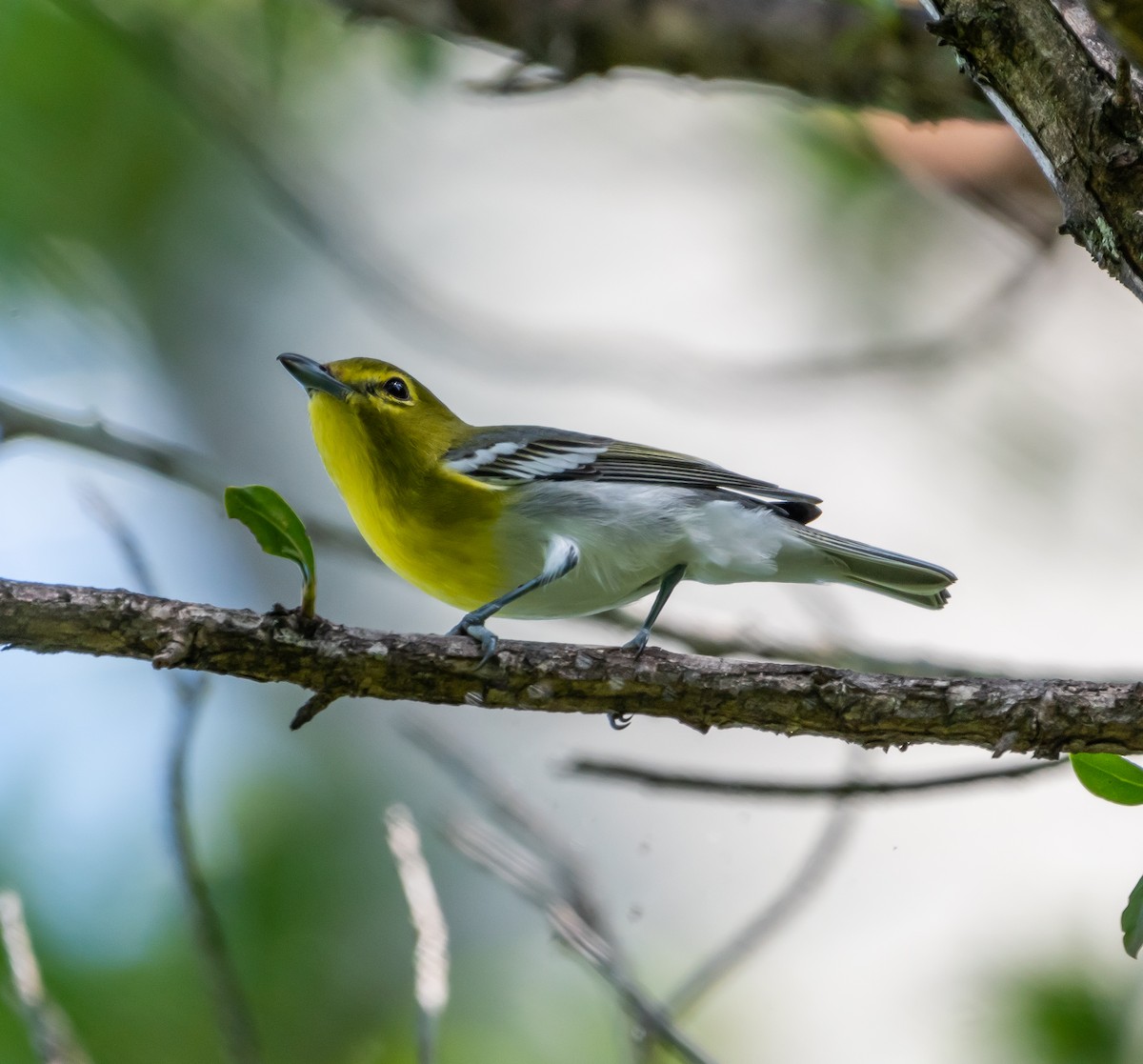 Yellow-throated Vireo - ML492527171