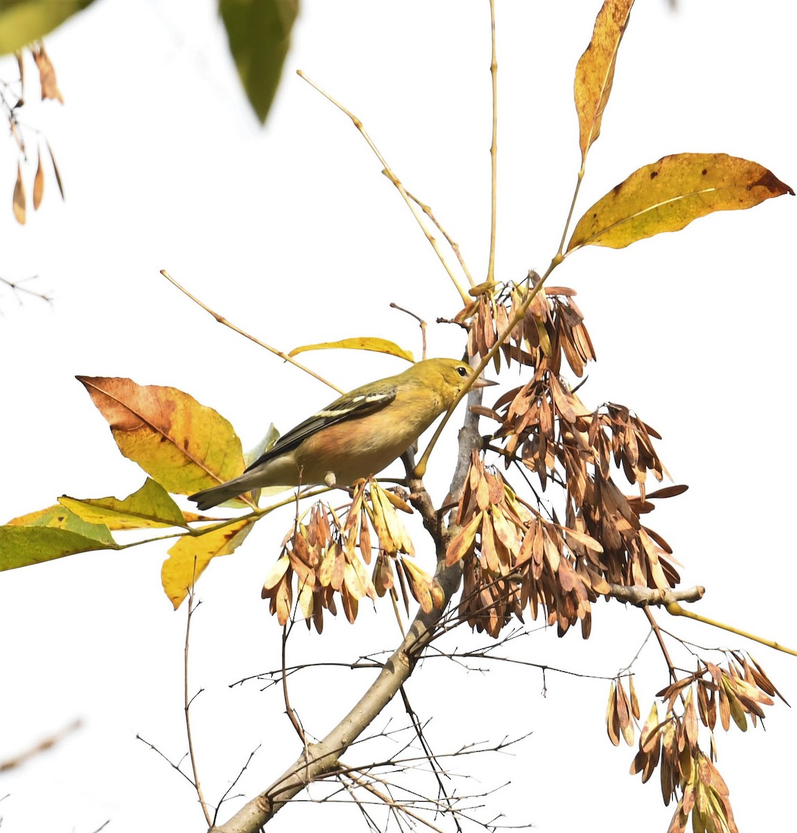 Bay-breasted Warbler - ML492527351