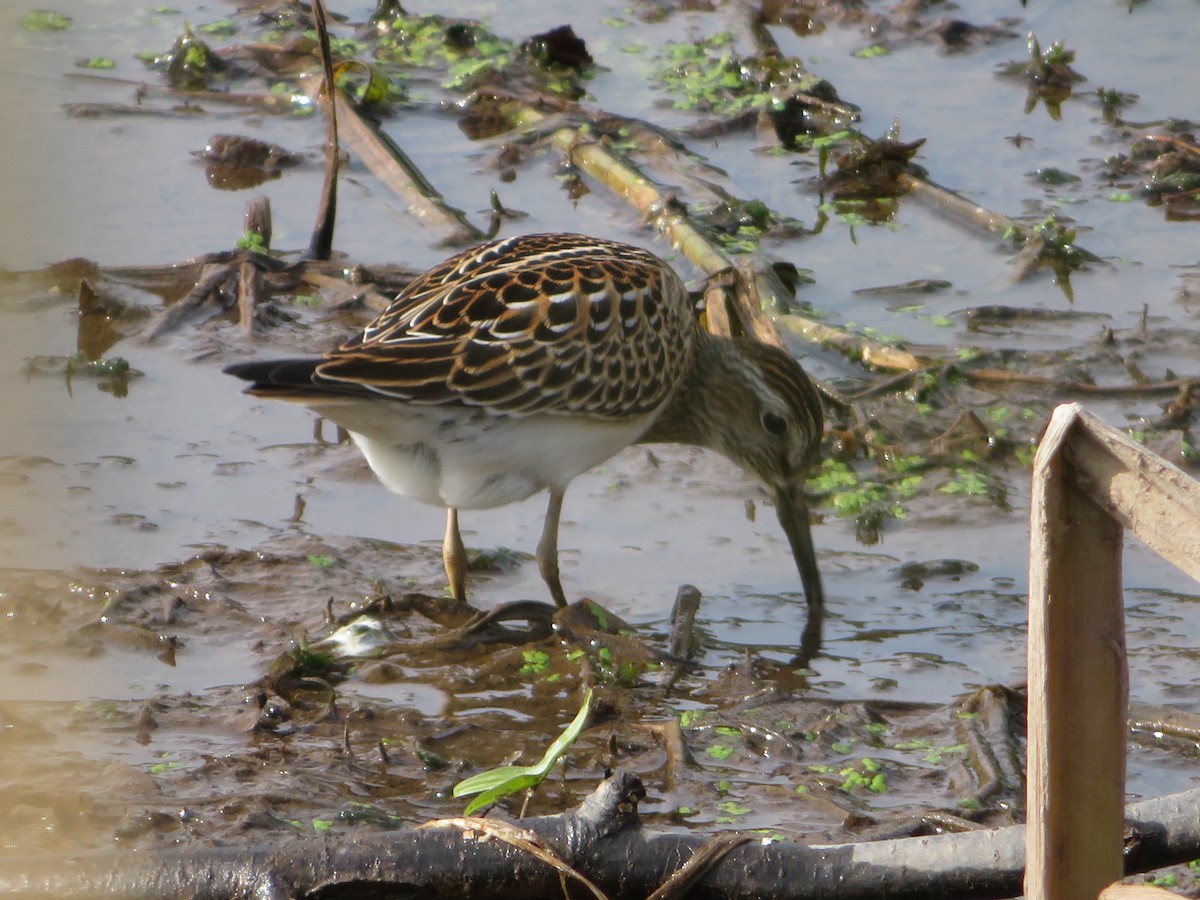 Bécasseau à poitrine cendrée - ML492527701