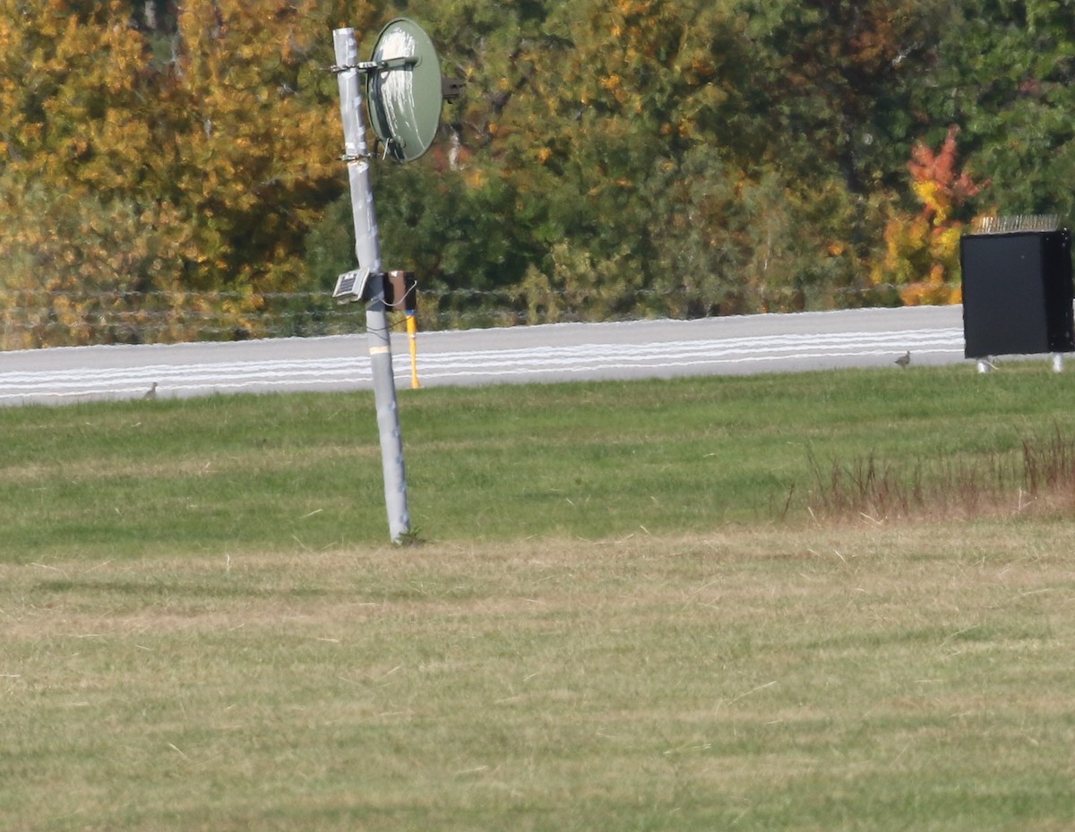 American Golden-Plover - ML492527921