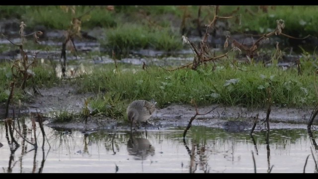 White-rumped Sandpiper - ML492528431