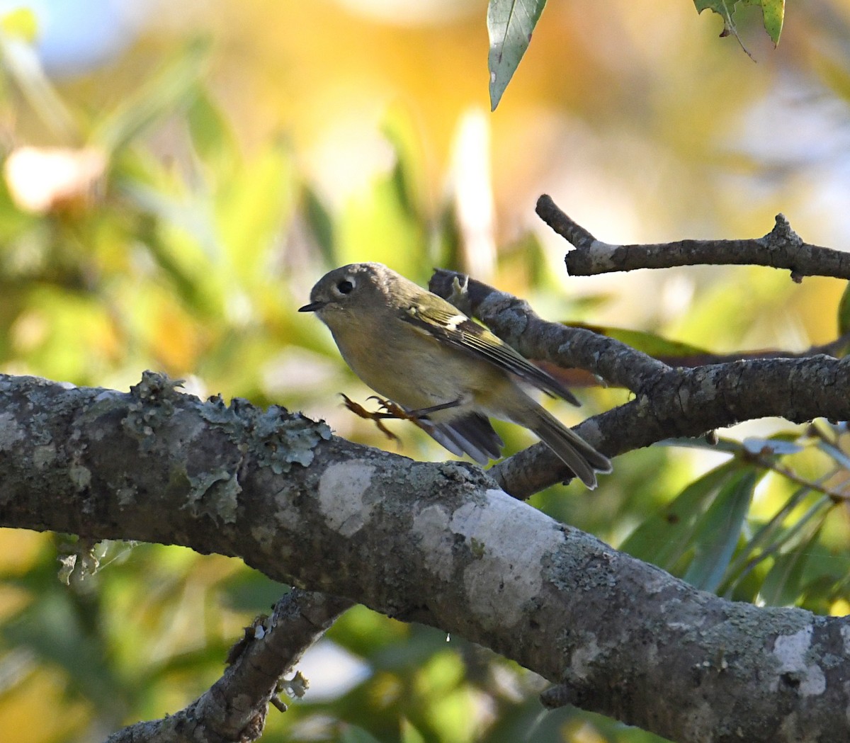 Ruby-crowned Kinglet - ML492529511