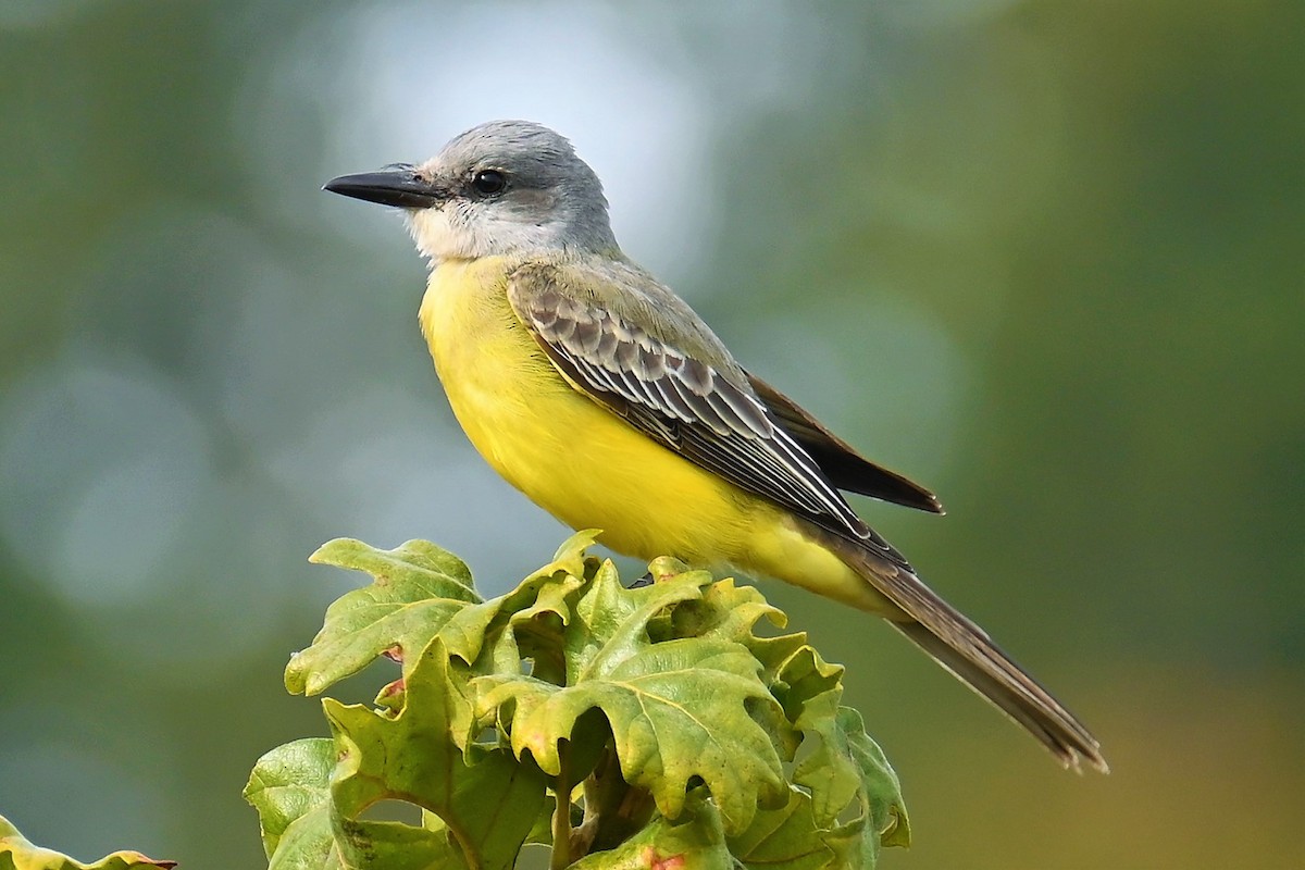 Tropical Kingbird - ML492530391