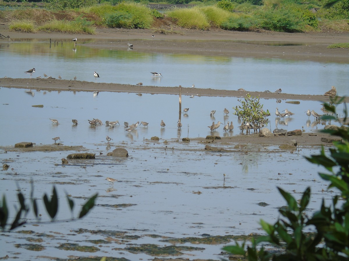 Stilt Sandpiper - ML492530651